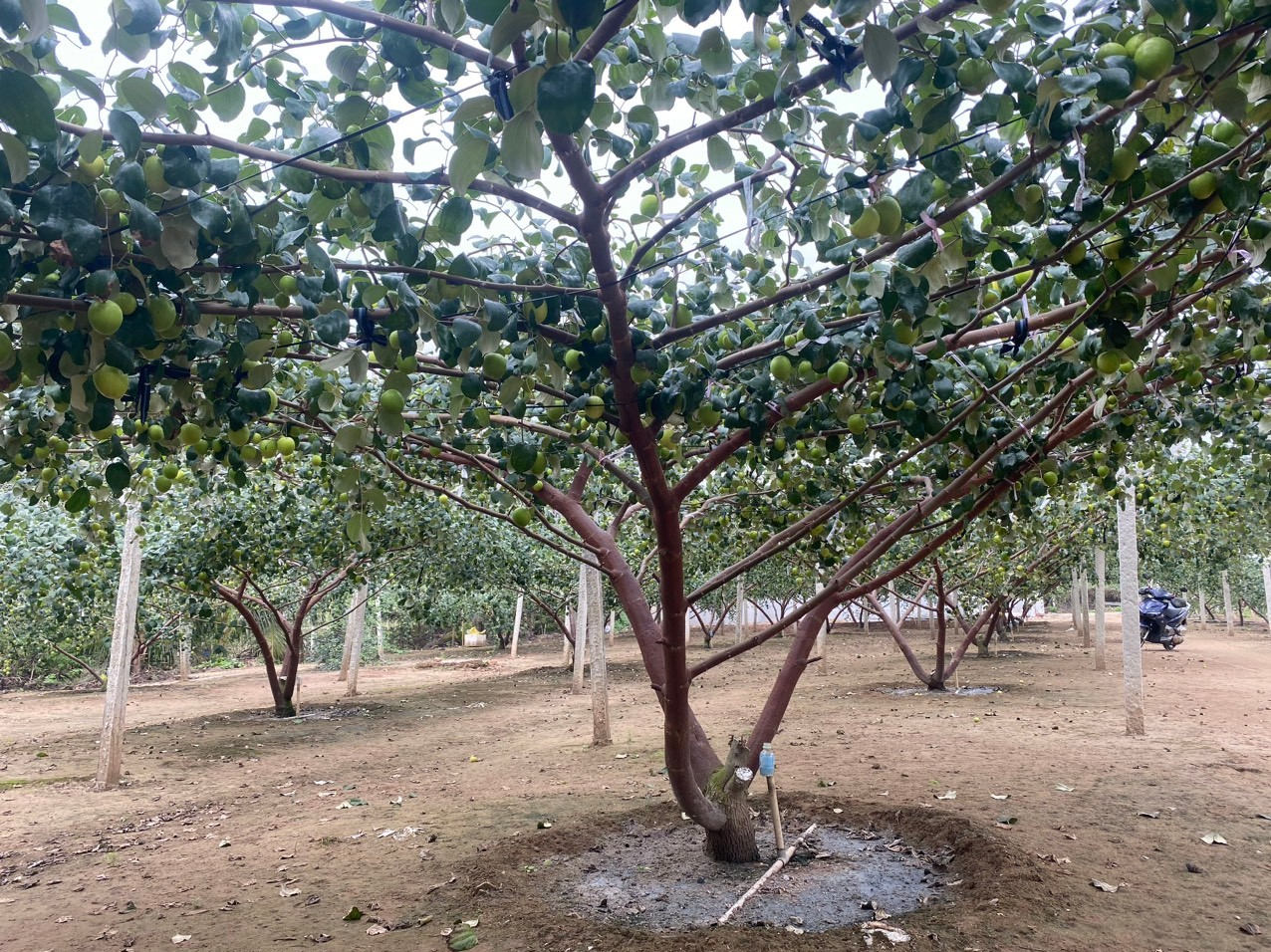 Nông dân xã Vinh Quang, huyện Tiên Lãng tập trung chăm sóc cây táo Đài Loan sau thu hoạch