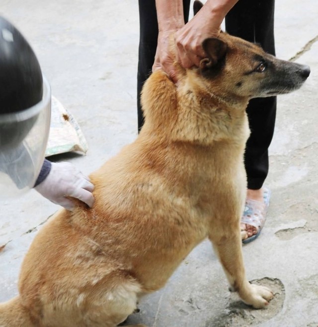 Người dân Tiên Lãng chủ động phòng bệnh Dại cho chó, mèo nuôi, an toàn sức khoẻ người dân