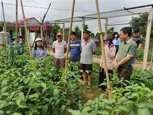 Kiểm tra mô hình trồng cà chua tại Phường Bàng La, quận Đồ Sơn