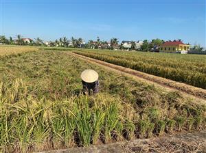 Xã Vinh Quang, huyện Tiên Lãng, thành phố Hải Phòng tập trung khắc phục sau bão YAGI, thu hoạch lúa mùa sớm phấn đấu hoàn thành kế hoạch trồng cây vụ Đông năm 2024