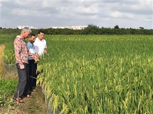 Cán bộ Khuyến nông Cụm 2 phối hợp đánh giá năng suất lúa vụ Xuân 2025 tại phường An Hòa, huyện An Dương