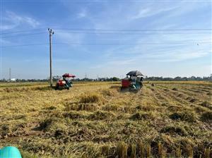 Xã Vĩnh Hưng, huyện Vĩnh Bảo: Khẩn trương thu hoạch lúa Xuân, chủ động triển khai sản xuất vụ mùa 2025