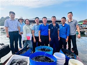 Hỗ trợ thả giống mô hình nuôi cá song (Mú Trân Châu) bằng lồng HDPE trên biển đạt chứng nhận VietGAP gắn với tiêu thụ sản phẩm