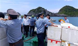 Chi cục Thủy sản, Chăn nuôi và Thú y Hải Phòng Tổ chức Lễ thả giống thủy sản tái tạo nguồn lợi tại vùng biển Cát Bà năm 2025