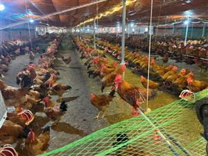 Lãnh đạo xã Nghi Dương kiểm tra tình hình chăn nuôi trên địa bàn
