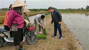 Trạm Khuyến nông Kiến Thụy kiểm tra tình hình sản xuất lúa, rau màu vụ Xuân tại Quận Đồ Sơn