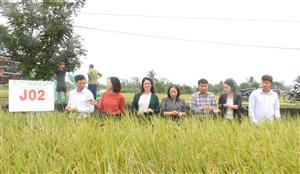 Hải Phòng: Tổng kết mô hình “Cánh đồng công nghệ trong sản xuất lúa giảm phát thải khí nhà kính, gắn với tăng trưởng xanh”