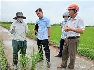 Phường Lưu Kiếm tích cực tuyên truyền, hướng dẫn nông dân phun trừ sâu cuốn lá nhỏ lứa 6 bảo vệ lúa vụ Mùa năm 2025