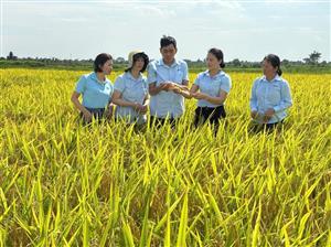 Trạm Khuyến nông Kiến Thụy: Chỉ đạo thu hoạch nhanh gọn lúa Xuân 2025, chuẩn bị cho sản xuất vụ Mùa