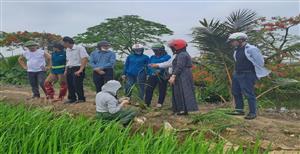 Cụm Khuyến nông số 2 – Trạm Khuyến nông Kiến Thụy: Điểm tựa kỹ thuật cho nông dân, thúc đẩy phát triển nông nghiệp bền vững