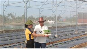 Cán bộ kỹ thuật Khuyến nông An Dương hỗ trợ Hợp tác xã Nông nghiệp Xanh phát triển mô hình dưa chuột công nghệ cao