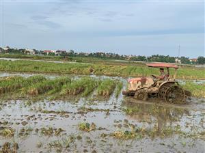 Huyện Kiến Thụy đẩy nhanh tiến độ thu hoạch lúa Xuân, sản xuất lúa vụ Mùa năm 2022