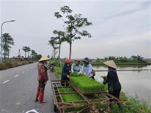 Xã Tiên Minh tập trung đẩy nhanh tiến độ gieo cấy lúa vụ mùa năm 2025