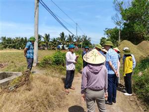 Nông dân thôn Thái Hưng (xã Chấn Hưng) khẩn trương thu hoạch lúa, chủ động ứng phó bão số 9 Ragasa