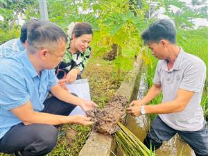 Kiểm tra dự án " Xây dựng mô hình nuôi kết hợp sản xuất lúa gắn với liên kết tiêu thụ sản phẩm" tại Hải Phòng
