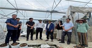 Sở Nông nghiệp và Môi trường Hải Phòng phối hợp với chuyên gia JICA đánh giá tiến độ thực hiện Dự án “Tăng cường chuỗi giá trị cây trồng an toàn tại các tỉnh phía Bắc Việt Nam”