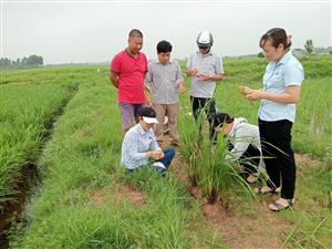 Trạm Khuyến nông Vĩnh Bảo tăng cường bám sát đồng ruộng - hướng dẫn phòng trừ  sâu bệnh lúa Xuân năm 2024