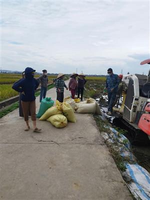 Phường Hoàng Lâm đẩy nhanh tiến độ thu hoạch lúa vụ Xuân 2025 trước ảnh hưởng của bão số 1 - WUTIP