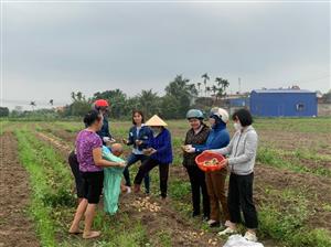 Trạm Khuyến nông Tiên Lãng nghiệm thu mô hình Khoai tây Xuân 2024 tại xã Cấp Tiến, huyện Tiên Lãng, thành phố Hải Phòng