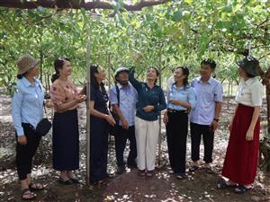 Hướng đi mới, cách làm mới trong quảng bá xúc tiến thương mại và kết nối tiêu thụ sản phẩm táo bàng la của Trung tâm Khuyến nông Hải Phòng