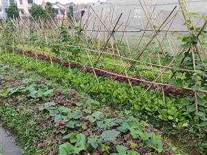 Phát triển nông nghiệp hữu cơ - hướng đi tất yếu trong chuyển đổi xanh tại Việt Nam