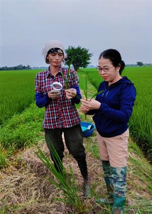 Trung Lập Vĩnh Bảo tập trung phòng trừ sâu bệnh hại lúa mùa năm 2023