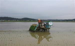 Cánh đồng công nghệ - Hướng đi tất yếu cho nông nghiệp số và bền vững tại Hải Phòng