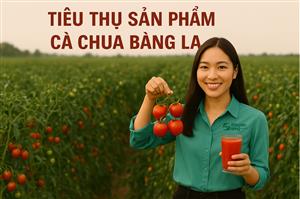  Hỗ trợ tiêu thụ cà chua an toàn Phường Bàng La, Quận Đồ Sơn