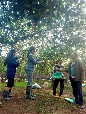 Thu nhập cao từ trồng táo Lê Đài Loan