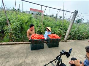 Trung tâm Khuyến nông Hải Phòng LIVESTREAM hỗ trợ tiêu thụ cà chua cho nông dân phường Bàng La