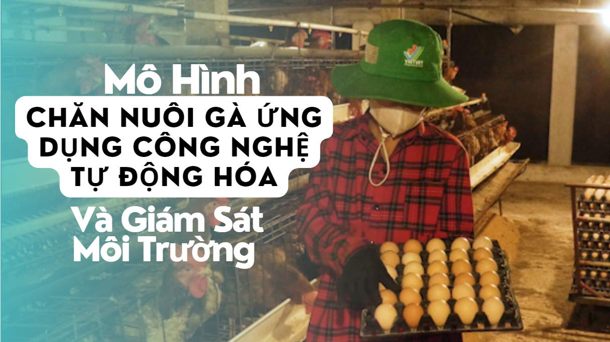 Mô Hình Chăn Nuôi Gà Ứng Dụng Công Nghệ Tự Động Hóa Và Giám Sát Môi Trường | Trung tâm Khuyến nông