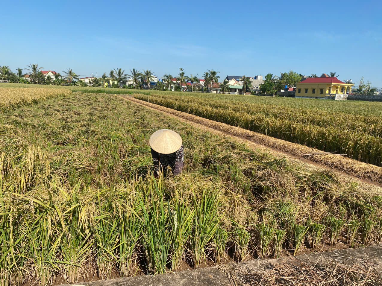 Xã Vinh Quang, huyện Tiên Lãng, thành phố Hải Phòng tập trung khắc phục sau bão YAGI, thu hoạch lúa mùa sớm phấn đấu hoàn thành kế hoạch trồng cây vụ Đông năm 2024