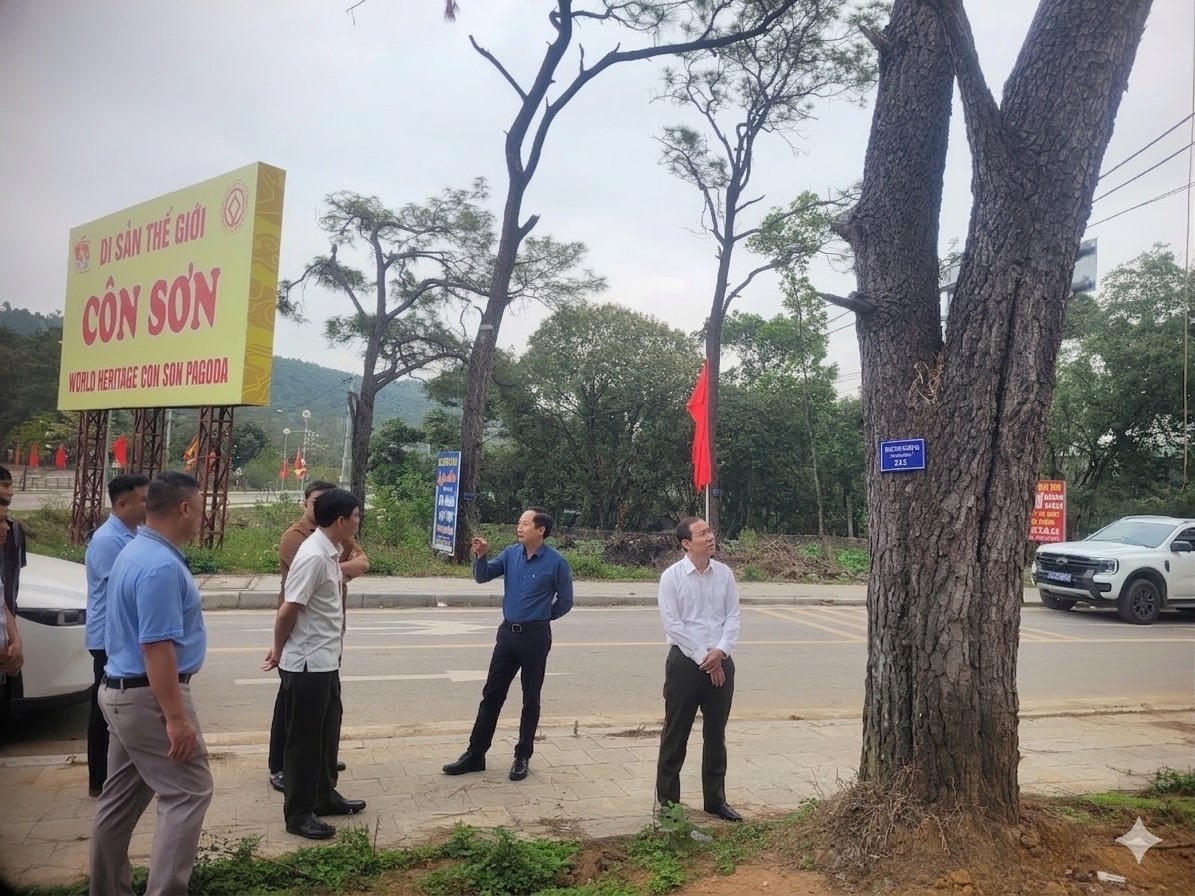 Gắn “thẻ định danh” cho rừng thông chùa Côn Sơn