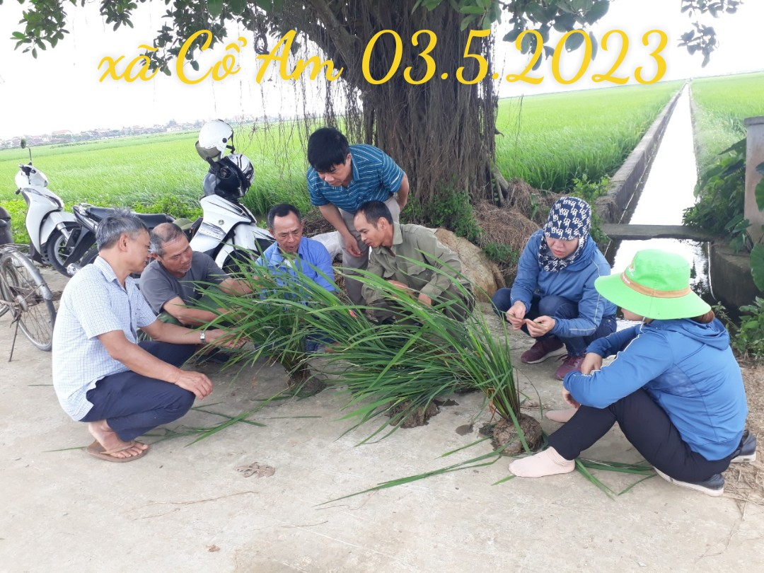 Huyện Vĩnh Bảo tập trung phòng trừ sâu cuốn lá nhỏ lứa 2 hại lúa vụ Xuân năm 2023