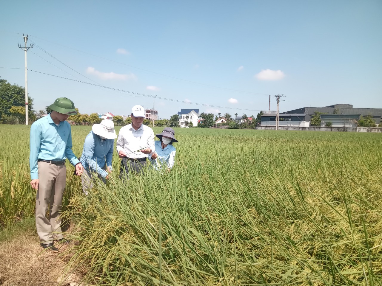 Kiểm tra sâu bệnh cuối vụ trên lúa Mùa và tiến độ lật đất trồng cây vụ Đông sớm năm 2023 tại trên địa bàn huyện Tiên Lãng