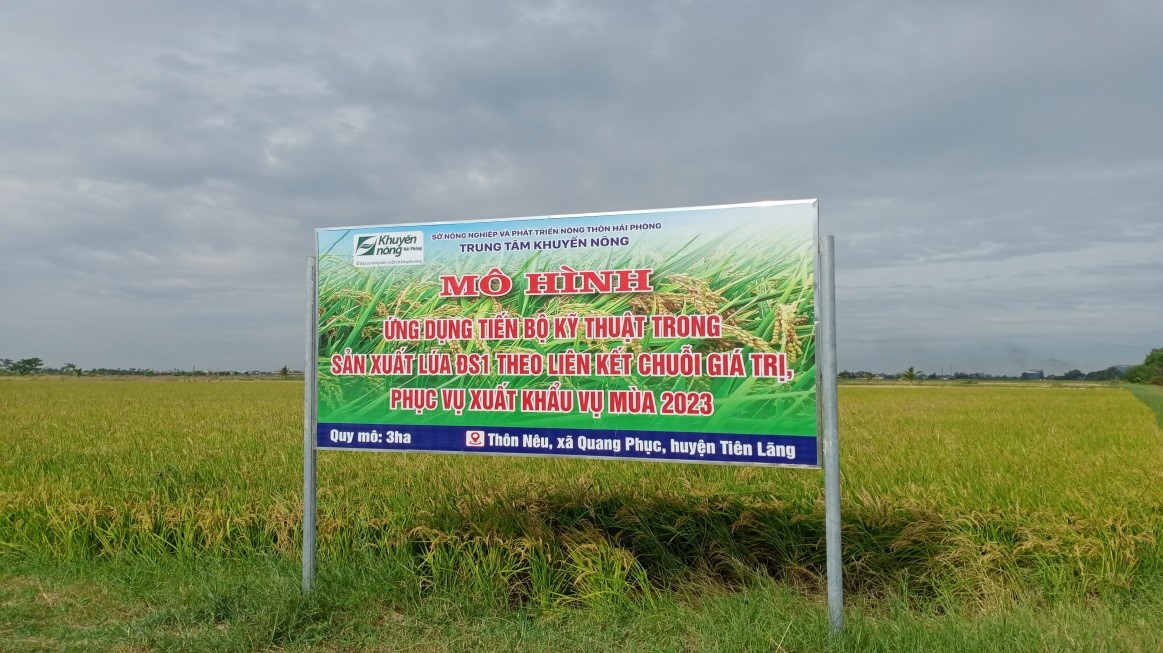 Liên kết sản xuất, tiêu thụ lúa giống trên cánh đồng mẫu lớn tại xã Quang Phục 