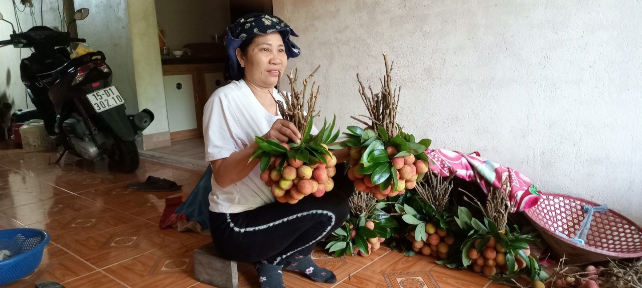 Xã Bát Trang bước vào mùa thu hoạch vải sớm