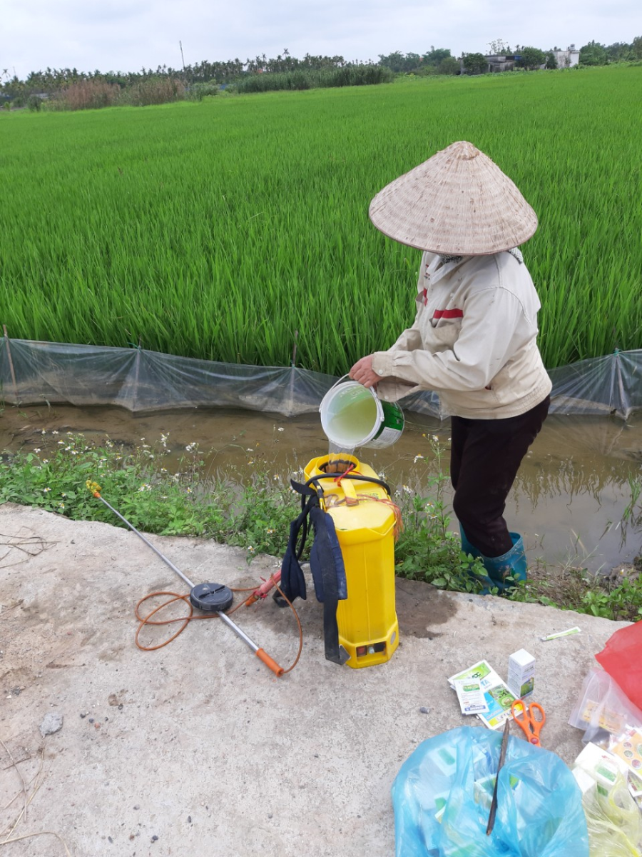 Xã Quảng Thanh, huyện Thủy Nguyên tích cực phun trừ sâu bệnh  bảo vệ lúa vụ Xuân 2022