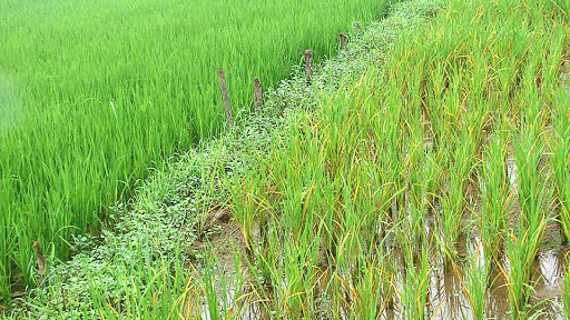 Biện pháp khắc phục hiện tượng ngộ độc hữu cơ trên lúa Mùa 2021