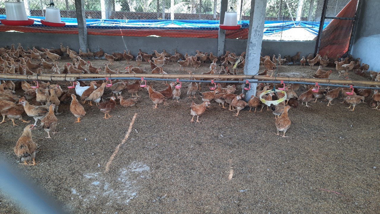 Mô hình chăn nuôi gà nhốt chuồng cho hiệu quả kinh tế cao ở xã Quảng Định 