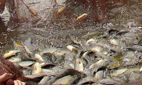 Hướng dẫn kỹ thuật nuôi cá rô đồng thương phẩm an toàn thực phẩm