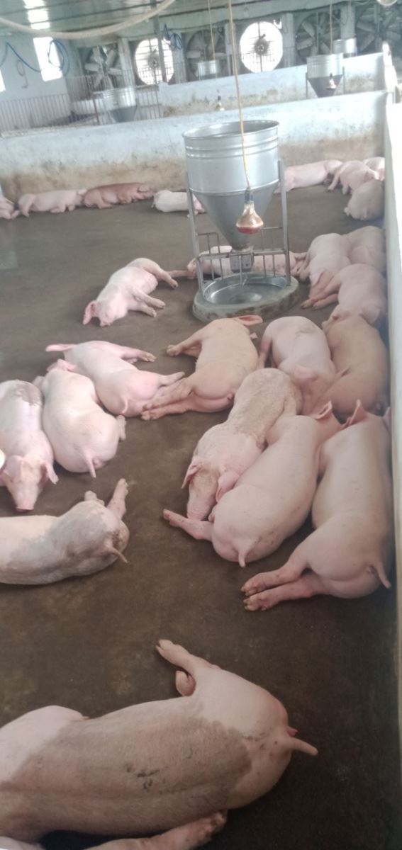 Tái đàn lợn thành công nhờ chăn nuôi an toàn sinh học