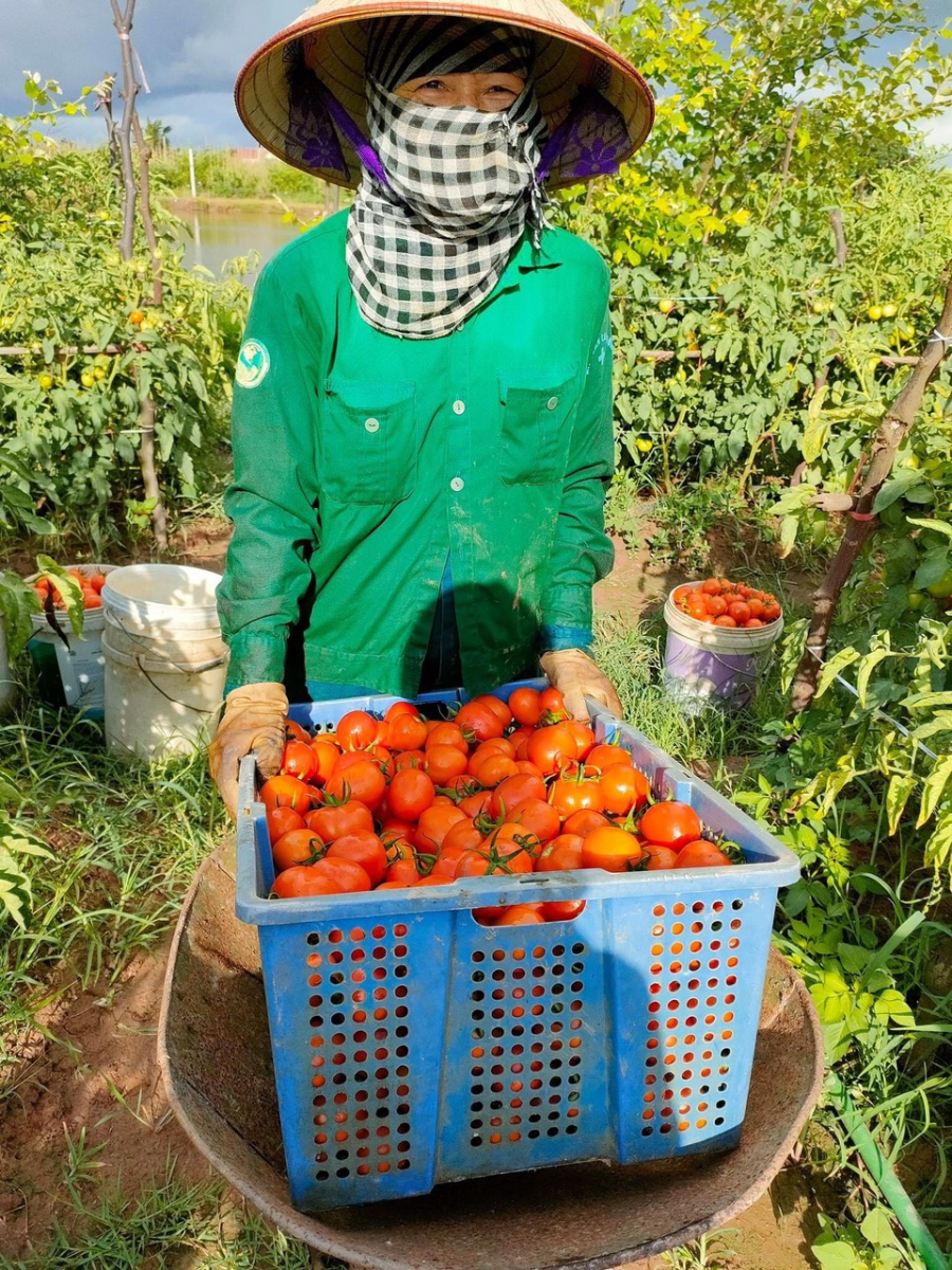 Hiệu quả mô hình trồng cà chua ghép trên gốc cà tím ở xã Bạch Lưu