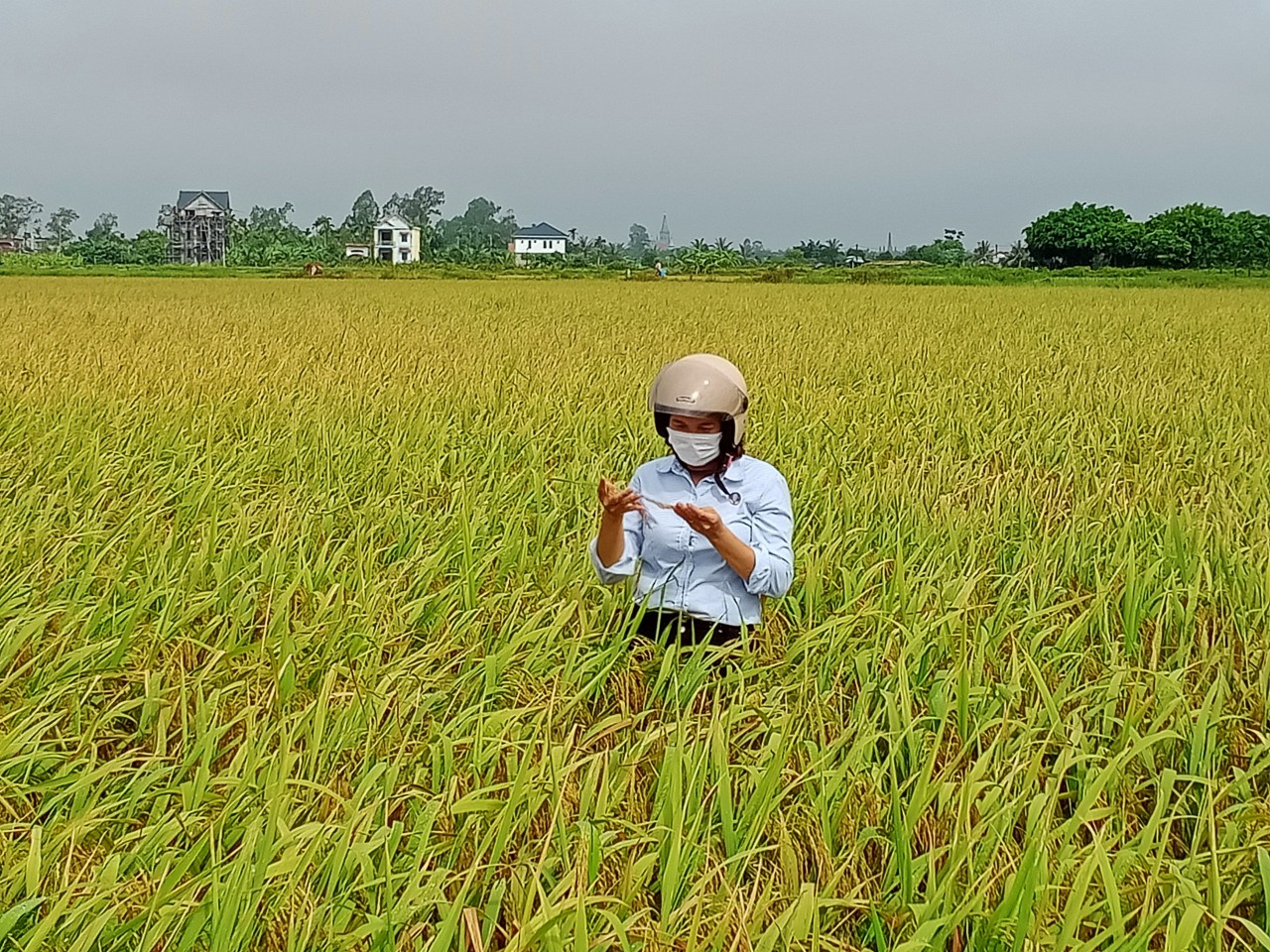 Bài ca Khuyến nông