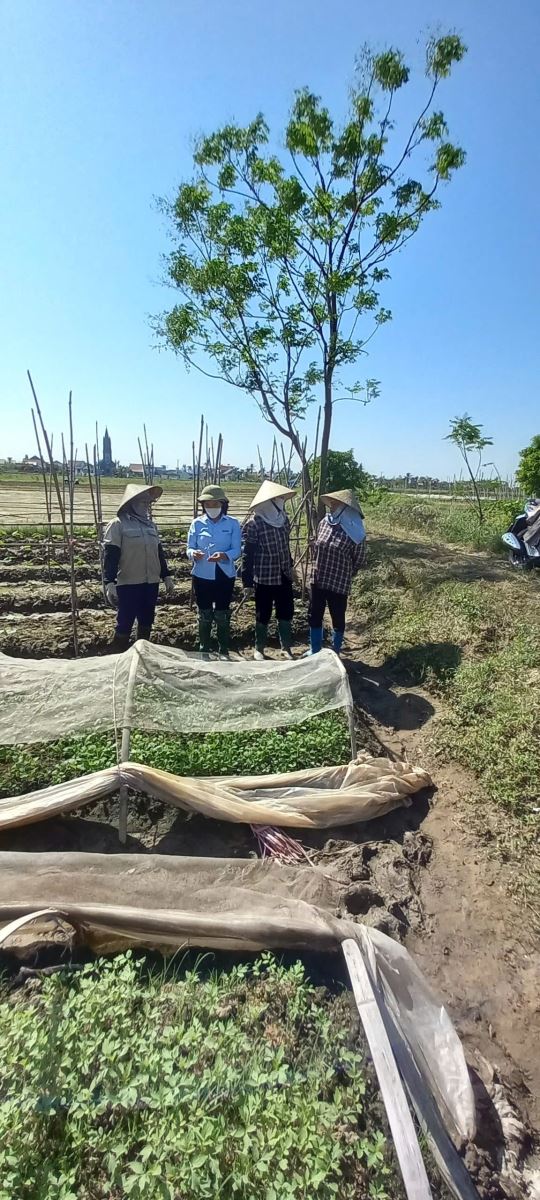 Nhân dân xã Hùng Thắng tập trung mở rộng diện tích cây vụ Đông phục hồi sản xuất sau ảnh hưởng của cơn bão số 3