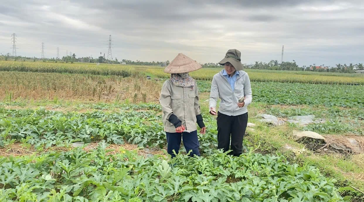 Cùng bà con Tam Hưng vượt khó – Khuyến nông đồng hành xây dựng vùng dưa hấu bền vững