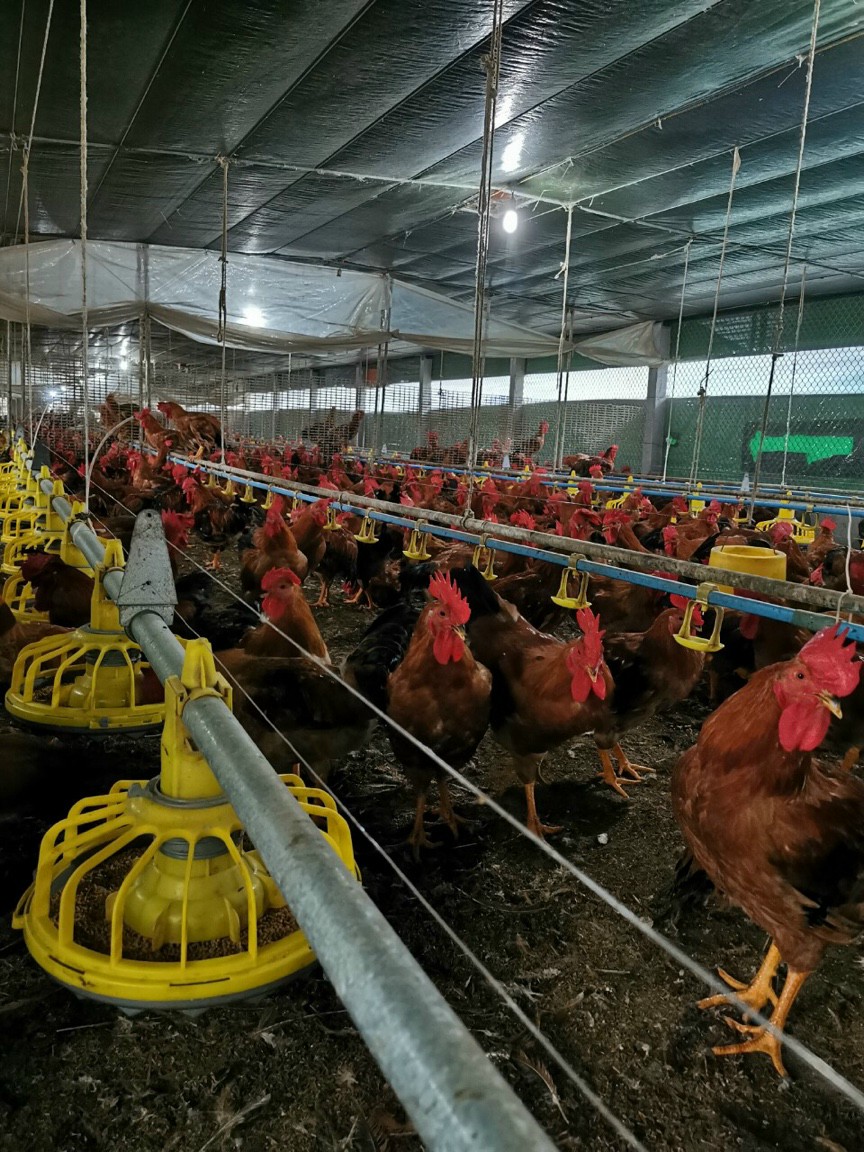 Mô hình chăn nuôi khép kín là gì Kinh nghiệm ứng dụng mô hình chăn nuôi gà  khép kín đạt hiệu quả cao  Article  FeedIn