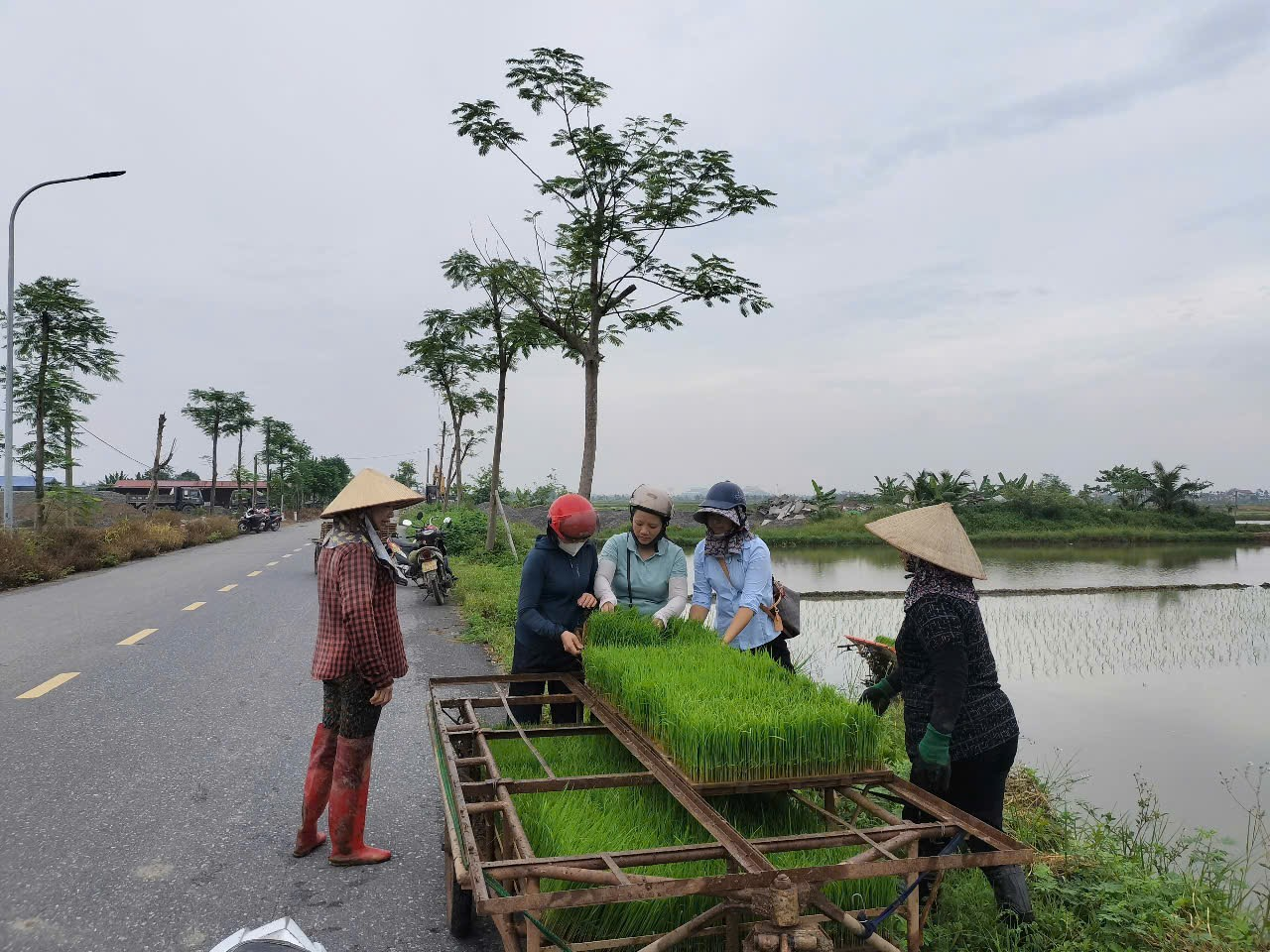 Xã Tiên Minh tập trung đẩy nhanh tiến độ gieo cấy lúa vụ mùa năm 2025