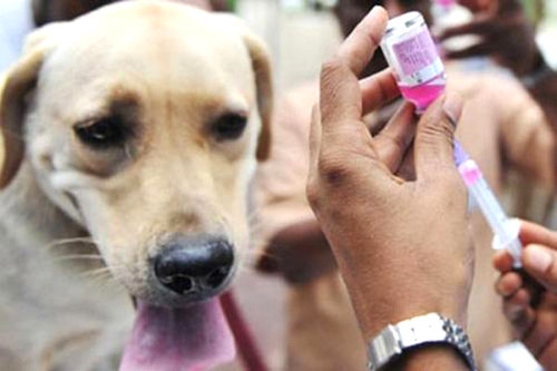 Chủ động tiêm Vắc xin phòng Dại cho chó mèo nuôi – hạn chế nguy cơ tử vong ở người