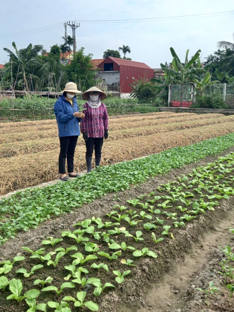 Cán bộ Khuyến nông đôn đốc nông dân các xã trên địa bàn cụm 5 tích cực làm đất trồng cây vụ Đông